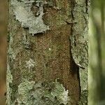 Oxandra asbeckii Corteza