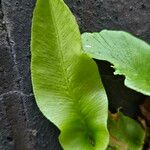 Asplenium scolopendrium পাতা