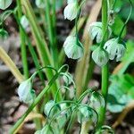 Allium pendulinum ᱵᱟᱦᱟ