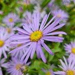 Aster amellus പുഷ്പം