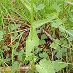 Phyteuma spicatum Leaf