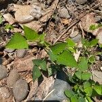 Amphicarpaea bracteata Leaf