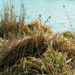 Carex pendula Habit