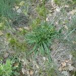 Knautia collina Bark