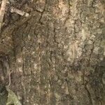 Acer platanoides Bark
