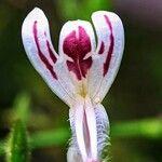 Andrographis paniculata Λουλούδι