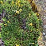 Saxifraga juniperifolia Habit