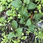 Mentha × piperita Fulla