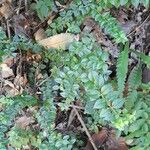 Rhaphithamnus spinosus Hábito