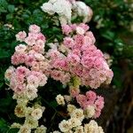 Rosa multiflora Other