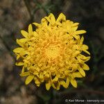 Chaenactis glabriuscula Fleur