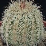 Echinocereus reichenbachii Celota