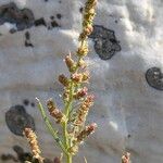 Atriplex littoralis Flower