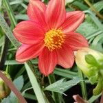 Dahlia coccinea Flower