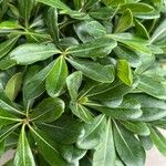 Pittosporum heterophyllumFolha