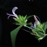 Dicliptera bupleuroides Συνήθη χαρακτηριστικά