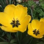Tulipa gesneriana Floro