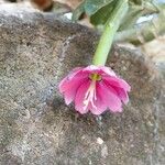 Passiflora tripartita Bloem