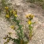 Hypericum perforatumFlower