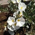 Eulobus californicus Flower