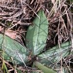 Ophrys sphegodes 葉