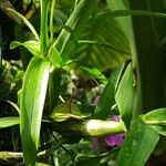 Dendrobium bigibbum Leaf