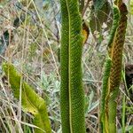 Niphidium crassifolium Blad