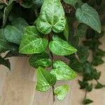 Hedera canariensis Leaf