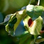 Fagus sylvatica Blad