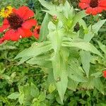 Zinnia peruviana Leaf