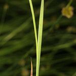 Juncus ensifolius 树皮