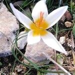 Crocus hyemalisÕis