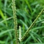 Eleusine indica Flor