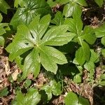 Podophyllum peltatum Fulla