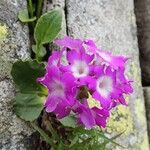 Primula hirsuta Květ