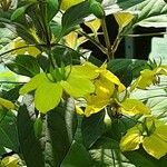 Lysimachia ciliata Flower