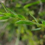 Genista anglica Leaf