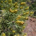 Pinus cembroides Foglia