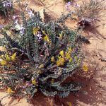 Astragalus caprinus Máis