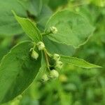 Philadelphus lewisiiFrugt