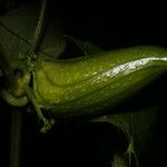 Elateriopsis oerstedii Fruto