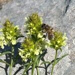 Sideritis hyssopifoliaFlower