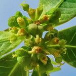 Euphorbia heterophylla Fleur