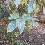 Arbutus canariensis Leaf