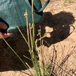 Scirpoides holoschoenus Hábitos