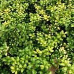 Ilex crenata অভ্যাস