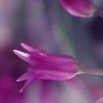 Allium falcifolium Λουλούδι