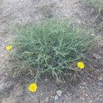 Launaea fragilis Habit