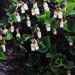 Vaccinium uliginosum Flower