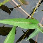 Ipomoea aquatica पत्ता